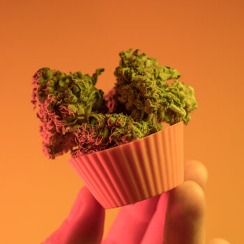 Décarboxylation du cannabis